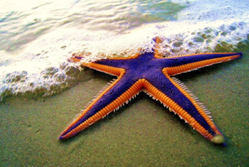 Starfish Approach to Fraud Management is hurting Banks. #StarfishBanks
